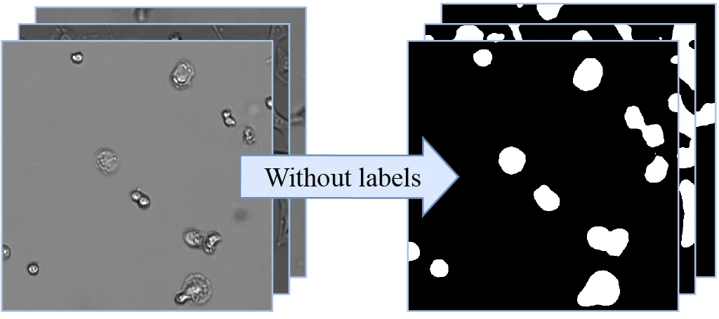Illustration of unsupervised cell segmentation